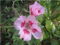 4d877b4e-godecija 1.jpg